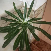 گل نخل ماداگاسکار با گلدان|گل و گیاه طبیعی|کرمانشاه, |دیوار