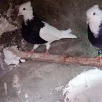 کفتر