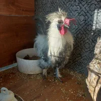 خروس. ابریشمی