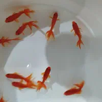 ماهی شب عید تعداد بالا