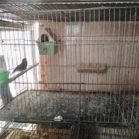 فروش انواع قناری یکجا همه|پرنده|خوی, |دیوار