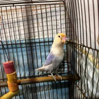 طوطی برزیلی بهترین نژاد|پرنده|قدس, شهر‌قدس|دیوار