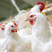 استخدام نیروی مرغداری