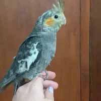 جوجه عروس هلندی