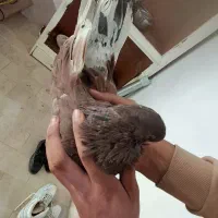 سرور|پرنده|ابهر, |دیوار