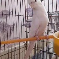 عروس آلبینو ماده معاوضه