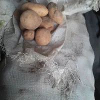 سیب زمینی|خوردنی و آشامیدنی|خرمآباد, |دیوار