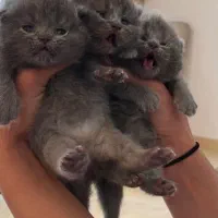 گربه نژاد پدر مادر ترکیب برتیش و پرشین