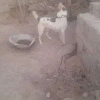 سگ سرابی