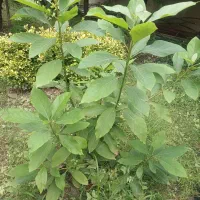 نهال آواکادو
