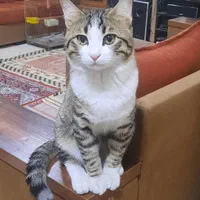 گربه dshگمشده