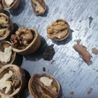 گردو تازه تویسرکان  پرچرب