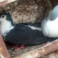 کفتر