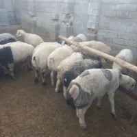 بره نر قلمه صادراتی