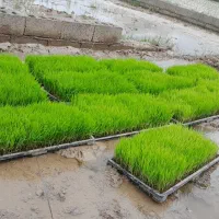 بذر باکسی برنج هاشمی (توم )