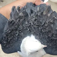 کبوتر زینتی جکسون دوکت مشکی