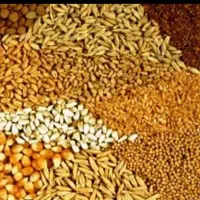 خرید فروش جو  گندم