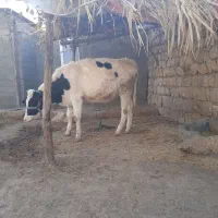 گوساله هولشتاین|حیوانات مزرعه|چگنی, |دیوار