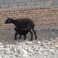 میشبرهبزبزغاله|حیوانات مزرعه|رضویه, |دیوار