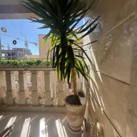 گلدان یوکا ریشه پر ۳ متری تک شاخه زیبا|گل و گیاه طبیعی|تهران, پاسداران|دیوار