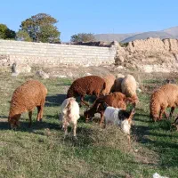 ۹عددبره نروماده کم وزن ۲۷الی ۳۰ کیلومغان|حیوانات مزرعه|شهریار, شهرک بهاران (ویره)|دیوار