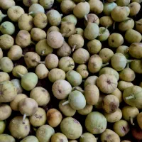انجیر خشک ارگانیک کوهی درجه یک