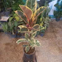 روز پدر را با گلهای اپارتمانی هدیه میدهیم