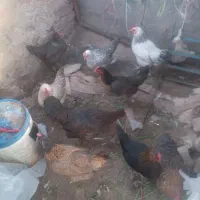 مرغ محلی|حیوانات مزرعه|جلگه ماژان, |دیوار