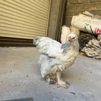 مرغ اصیل براهما بلولایت ۸ ماهه|حیوانات مزرعه|بانه, |دیوار