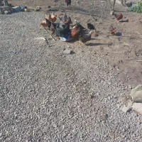 جوجه یک روزه