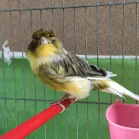 قناری نروماده جفت1500|پرنده|اصفهان, امامزاده اسماعیل|دیوار