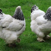 فروش انواع جوجه مرغ اردک بلدرچین تک عمده