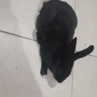 خرگوش سیاه