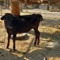 گاو شیری آبستن، گوساله یک ساله|حیوانات مزرعه|عنبرآباد, |دیوار