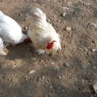 مرغ وخروس کوشین|حیوانات مزرعه|فومن, |دیوار