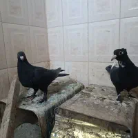 پلنگ،کلاغ،زاغ دمسفید کلاهی کفتر