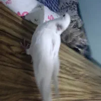 جوجه کبوتر شیخ|پرنده|فولادشهر, B2|دیوار