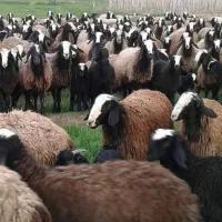 گوسفند و بره قلم ابی قوچان