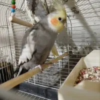 ‌ هلندی سخنگو.|پرنده|خاش, |دیوار