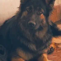 سگ ژرمن