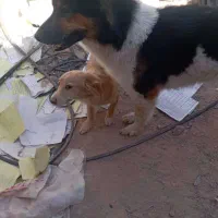 دیروز در محدوده رباط کریم گم شده|حیوانات|تهران, یافت آباد شمالی|دیوار