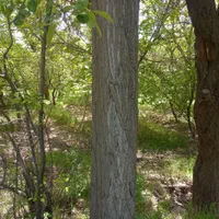 خرید چوب خریدار چوب کیلویی ۷۰۰۰|خدمات باغبانی و درختکاری|ساوه, |دیوار