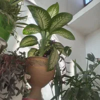 گل های اپارتمانی