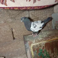 کبوتر سینه|پرنده|شیراز, ظفرآباد|دیوار