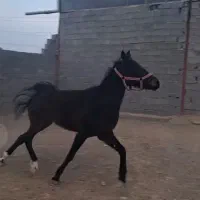 اسب مادیان کرد عرب.|اسب و تجهیزات اسب‌سواری|بستان آباد, |دیوار