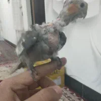 عروس هلندی باهوش|پرنده|رومشکان, |دیوار