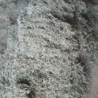 آویشن تازه  امسالی