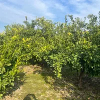 زمین باغی ۱۲۰۰متری