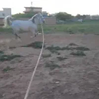 اسب کرد|اسب و تجهیزات اسب‌سواری|درگزین, |دیوار