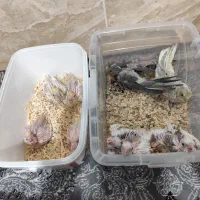 جوجه عروس هلندی|پرنده|شیراز, کوشک میدان|دیوار